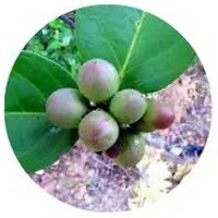 Carissa Spinarum - Conkerberry