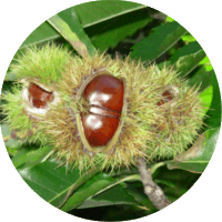 Castanea Sativa-Chestnut