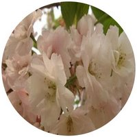 Oshima Cherry - Prunus Lannesiana