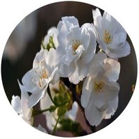 Oshima Cherry - Prunus Lannesiana