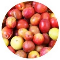 Ciruela - Prune - Prunus