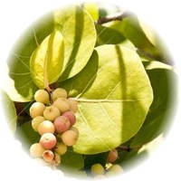 Coccoloba Uvifera