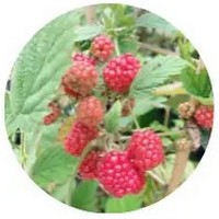 Rubus Phoenicolasius