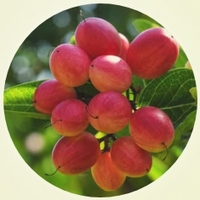 Miracle Fruit - Synsepalum Dulcificum