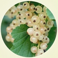 White Currant - Grosella Blanca
