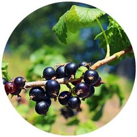 Grosellero negro: Ribes Nigrum