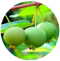 Guabiroba - Campomanesia Pubescens