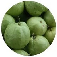 Guava - Psidium