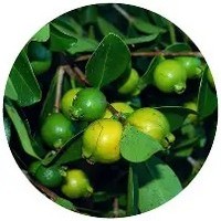 Psidium Guajava