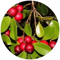 Psidium Guajava - Arasa