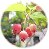 Amelanchier Canadensis