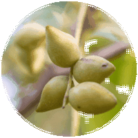 Terminalia Ferdinandiana - Billygoat Plum - Kakadu Plum