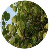 Kiwi - Actinidia