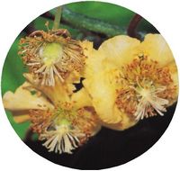 Flor de Kiwi - Actinidia Chinensis