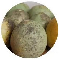 Limonia - Wood Apple