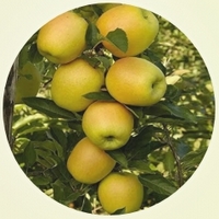 Manzana: Pyrus Malus - Pomme - Apple