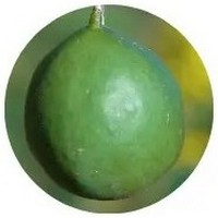 Passiflora Edulis - Maracuya