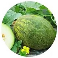 Korean Melon