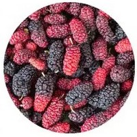 Morera: Morus - Blackberry