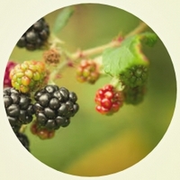 Morera: Morus - Blackberry