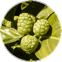 Morinda Citrifolia