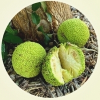 Naranja de Osage - Maclura Pomifera