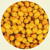 Loquat - Eriobotrya Japonica