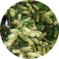Oiti de Bahia: Licania Tomentosa