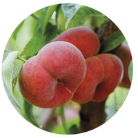 Paraguayo - Prunus Persica