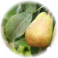 Pera - Pyrus Communis