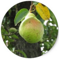 Pyrus Communis