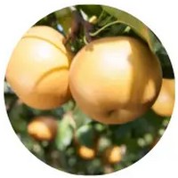 Pera Nashi: Pyrus Pyrifolia