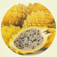 Hylocereus Monacanthus - Pitahaya