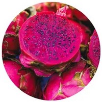 Dragon Fruit - Hylocereus Monacanthus - Pitahaya
