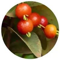 Pitanga - Eugenia Uniflora