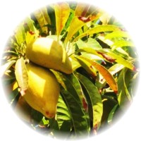 Canistel: Pouteria Campechiana