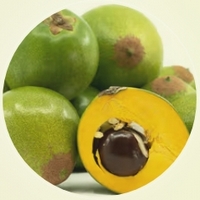 Pouteria Lucuma