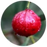 Quandong - Santalum Acuminatum