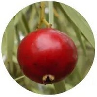 Quandong - Santalum Acuminatum