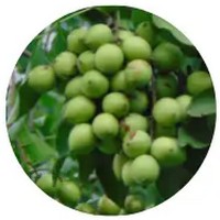 Melicoccus Bijugatus - Quenepa Fruit