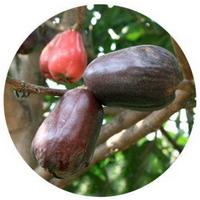 Syzygium - Wax Jambu