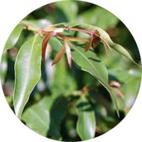 Syzygium Anisatum
