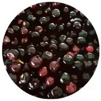 Syzygium Cumini - Jambul