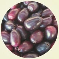 Syzygium Cumini - Jamun