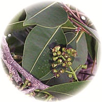 Syzygium Aqueum - Water Apple