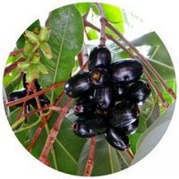 Syzygium Jambolanum-  Jambolan