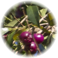 Syzygium Nutans