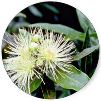 Syzygium Paniculatum