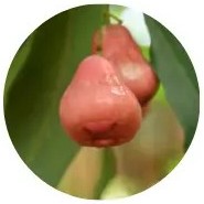 Syzygium Samarangense - Wax Apple