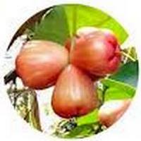 Syzygium Samarangense - Wax Apple